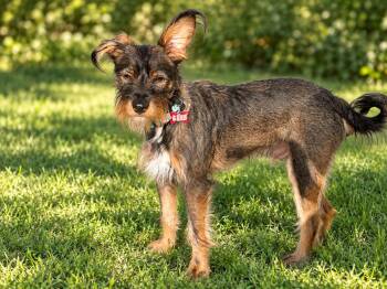 Cannoli -  Schnauzer Dog for Adoption in Palo Alto, California - Cannoli | PetCurious