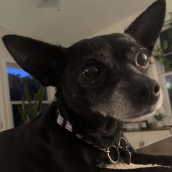 Bebe -  Chihuahua Dog for Adoption in Marshall, Virginia - Bebe | PetCurious