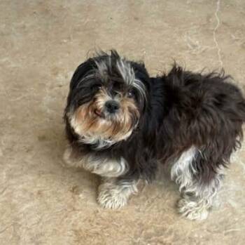 Shih Tzu Dogs Available for Adoption - Noodles | PetCurious