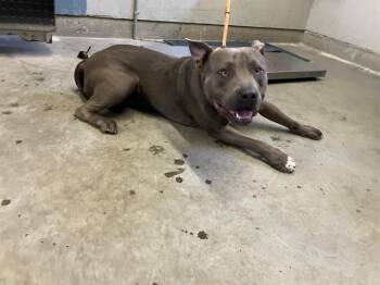 Pit Bull Terrier Dogs Available for Adoption in Camarillo, California - A881378 | PetCurious