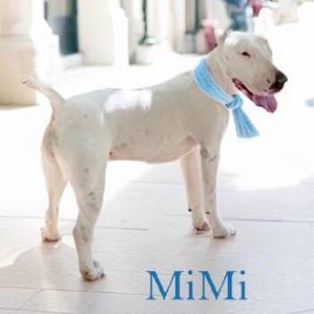 Rescue Bull Terrier Dogs for Adoption in Palm Desert, California - Mimi | PetCurious