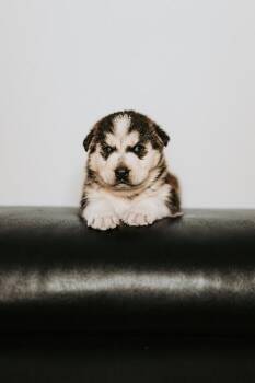 Mixed Breed Dogs Available for Adoption - Storm | PetCurious