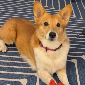 Corgi and Mixed Breed Dogs Available for Adoption - Stevie | PetCurious