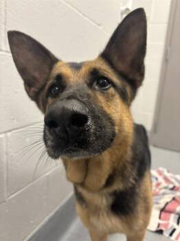 RUTH -  German Shepherd Dog Dog for Adoption in Indianapolis, Indiana - RUTH | PetCurious
