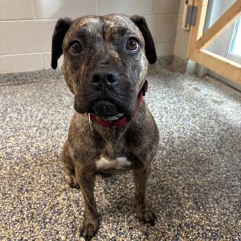 Mabel -  Mixed Breed Dog for Adoption in Fairport, New York - Mabel | PetCurious