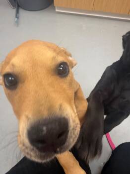 Hosanna (Hx2) -  Labrador Retriever Dog for Adoption in Hartsville, South Carolina - Hosanna (Hx2) | PetCurious