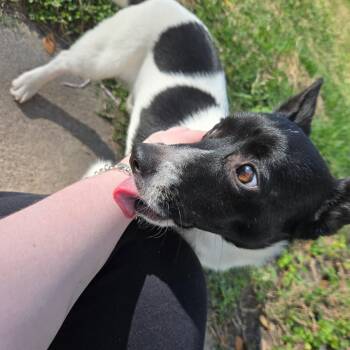 Pembroke Welsh Corgi Dogs Available for Adoption - Chey | PetCurious