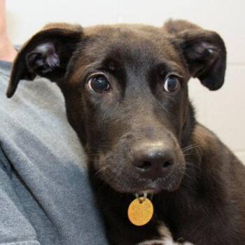 Dwight -  Mixed Breed Dog for Adoption in Lansing, Michigan - Dwight | PetCurious