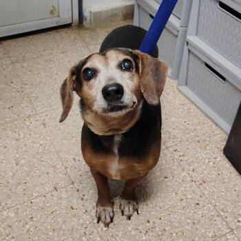 Ferry -  Beagle and Mixed Breed Dog Available for Adoption in Vieques, Vieques - Ferry | PetCurious