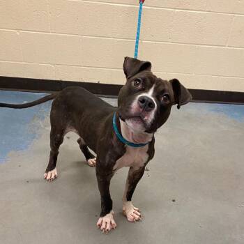 Choo Choo Charles -  Mixed Breed Dog for Adoption in Memphis, Tennessee - Choo Choo Charles | PetCurious