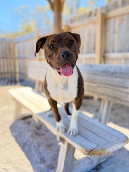 Mixed Breed Dogs Available for Adoption in Muskegon, Michigan - Karma | PetCurious