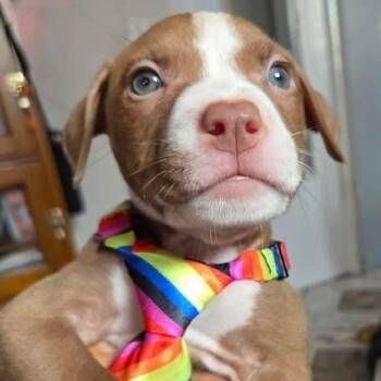 Pit Bull Terrier Dogs Available for Adoption in Rincón, Rincón - Eight | PetCurious