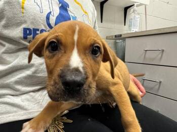 PUSH POP -  Pit Bull Terrier and Mixed Breed Dog for Adoption in Peoria, Illinois - PUSH POP | PetCurious