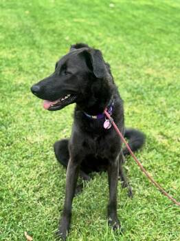 Rescue Chesapeake Bay Retriever and German Shepherd Dog Dogs for Adoption in Santa Clarita, California - Penny | PetCurious