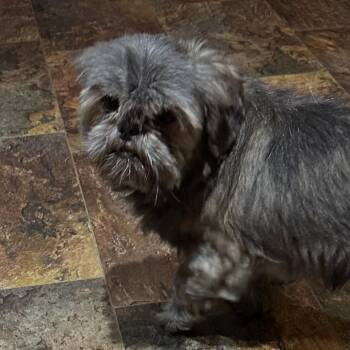 Shih Tzu Dogs Available for Adoption in Kansas City, Missouri - Misty | PetCurious