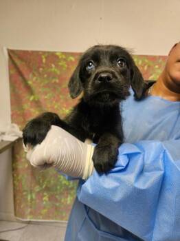 Ernesto -  Terrier and Mixed Breed Dog for Adoption in San Antonio, Texas - Ernesto | PetCurious
