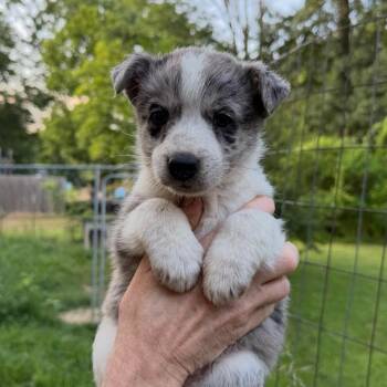 Jolene -  Australian Shepherd Dog for Adoption in Hohenwald, Tennessee - Jolene | PetCurious