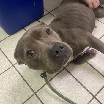 Cynthia fka Satyvia -  Mixed Breed Dog for Adoption in Charleston, West Virginia - Cynthia Fka Satyvia | PetCurious
