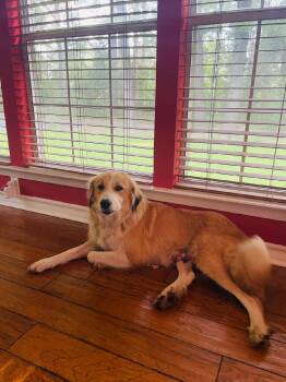 Rescue Great Pyrenees and Golden Retriever Dogs for Adoption in Mineola, Texas - Hannah | PetCurious