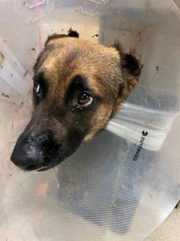 German Shepherd Dog Dogs Available for Adoption in Riverside, California - CALVIN KLEIN | PetCurious