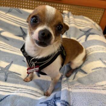 Crisp Apple 14258 -  Chihuahua Dog for Adoption in San Francisco, California - Crisp Apple 14258 | PetCurious