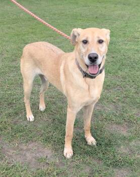 FLYNN -  Mixed Breed Dog for Adoption in Jacksonville, Florida - FLYNN | PetCurious