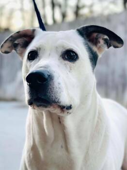 Cattle Dog and Labrador Retriever Dogs Available for Adoption in Naperville, Illinois - Pinky | PetCurious