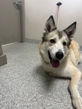Alaskan Malamute and Mixed Breed Dogs Available for Adoption - KODA | PetCurious