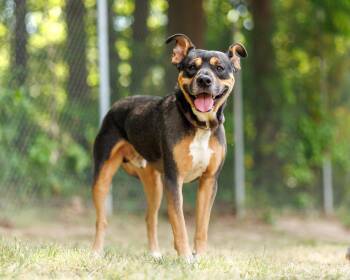 Drum Major -  Mixed Breed Dog Available for Adoption in Durham, North Carolina - Drum Major | PetCurious