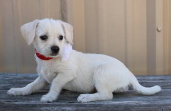 Chihuahua Dogs Available for Adoption - Ivory | PetCurious