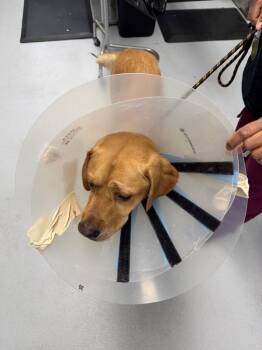 Labrador Retriever Dogs Available for Adoption - Vc-09 | PetCurious