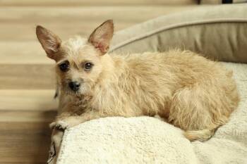 Terrier Dogs Available for Adoption in Gainesville, Virginia - Sandy | PetCurious