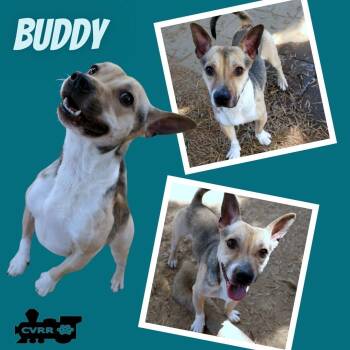 Buddy -  Corgi and Terrier Dog for Adoption in Lindsay, California - Buddy | PetCurious