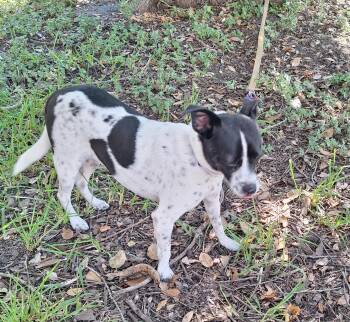Hespera WV14584-T LOCAL Adoption Event in Woodinville 8/23 -  Jack Russell Terrier Dog for Adoption in Missouri City, Texas - Hespera WV14584-T LOCAL Adoption Event In Woodinville 8/23 | PetCurious