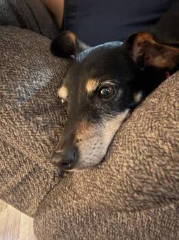 Dachshund Dogs Available for Adoption in Plymouth, Michigan - Flower | PetCurious
