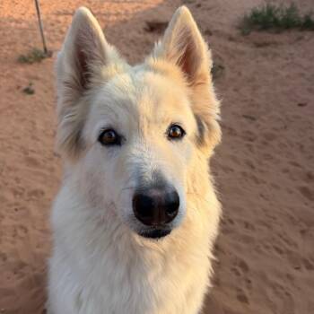 Viserys -  Siberian Husky and Mixed Breed Dog for Adoption in Kanab, Utah - Viserys | PetCurious