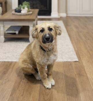 Shepherd Dogs Available for Adoption - Emerald | PetCurious