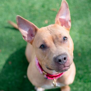 Mixed Breed Dogs Available for Adoption in Warwick, Rhode Island - Hazel | PetCurious