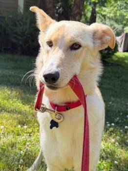 Biscuits -  Shepherd and Mixed Breed Dog for Adoption in Aiken, South Carolina - Biscuits | PetCurious
