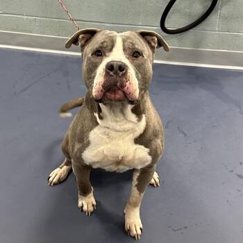Pit Bull Terrier Dogs Available for Adoption in Greensboro, North Carolina - DRAGONFRUIT | PetCurious