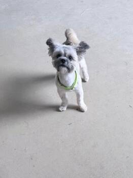 Shih Tzu Dogs Available for Adoption in Mcallen, Texas - Milo | PetCurious