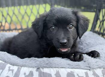 Fizz-ADOPTION PENDING -  Mixed Breed Dog for Adoption in Mount Pleasant, South Carolina - Fizz-ADOPTION PENDING | PetCurious