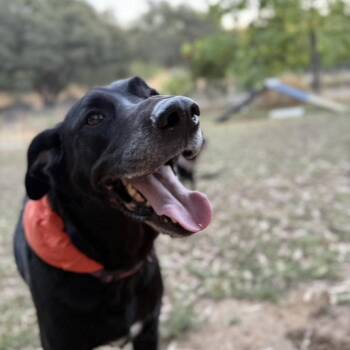 Jax -  Labrador Retriever Dog for Adoption in Roseville, California - Jax | PetCurious