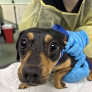 Parson Russell Terrier and Chihuahua Dogs Available for Adoption in West Palm Beach, Florida - Blossom | PetCurious