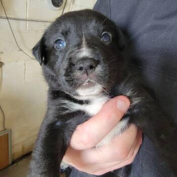 Sumo -  Mixed Breed Dog for Adoption in Leander, Texas - Sumo | PetCurious