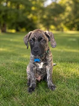 Lary -  Chocolate Labrador Retriever Dog for Adoption in Miami, Florida - Lary | PetCurious