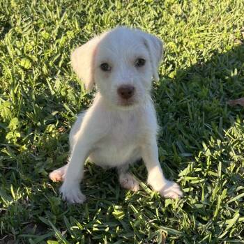 Terrier Dogs Available for Adoption - Rowdy | PetCurious