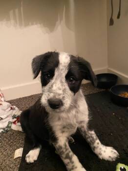 Australian Cattle Dog Blue Heeler Dogs Available for Adoption - Arlo | PetCurious