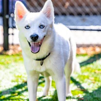 Kita -  Klee Kai and Mixed Breed Dog for Adoption in Naperville, Illinois - Kita | PetCurious