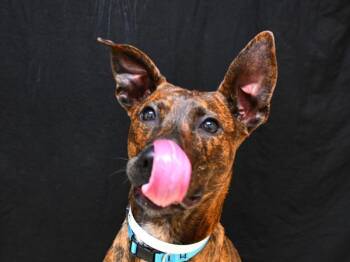Chestnut -  Pit Bull Terrier and Greyhound Dog for Adoption in Portland, Oregon - Chestnut | PetCurious